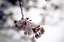Sakura