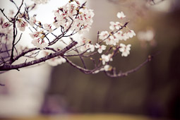 Sakura