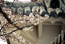 Sakura